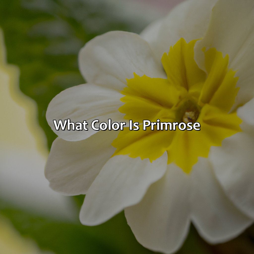 What Color Is Primrose  - What Color Is Primrose, 