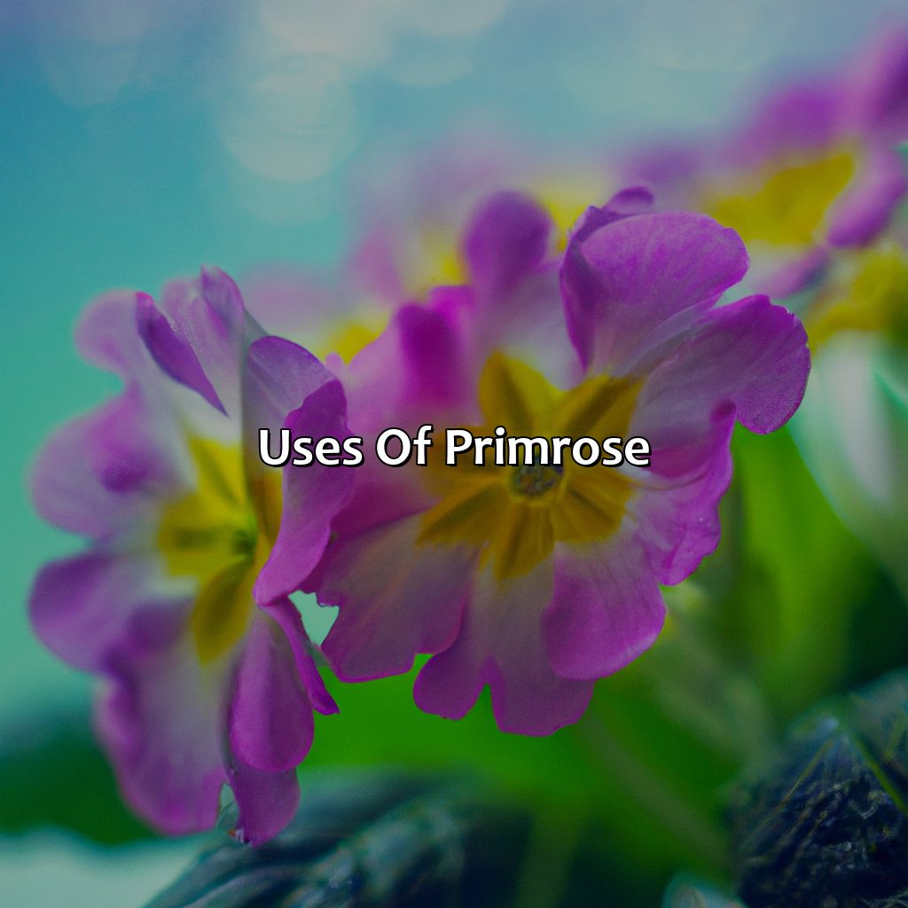Uses Of Primrose  - What Color Is Primrose, 