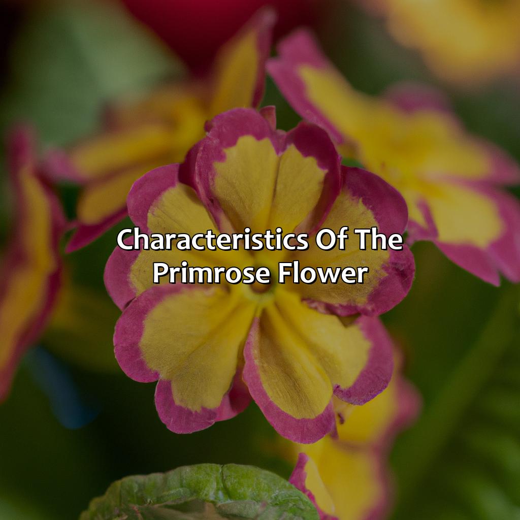 Characteristics Of The Primrose Flower  - What Color Is Primrose, 
