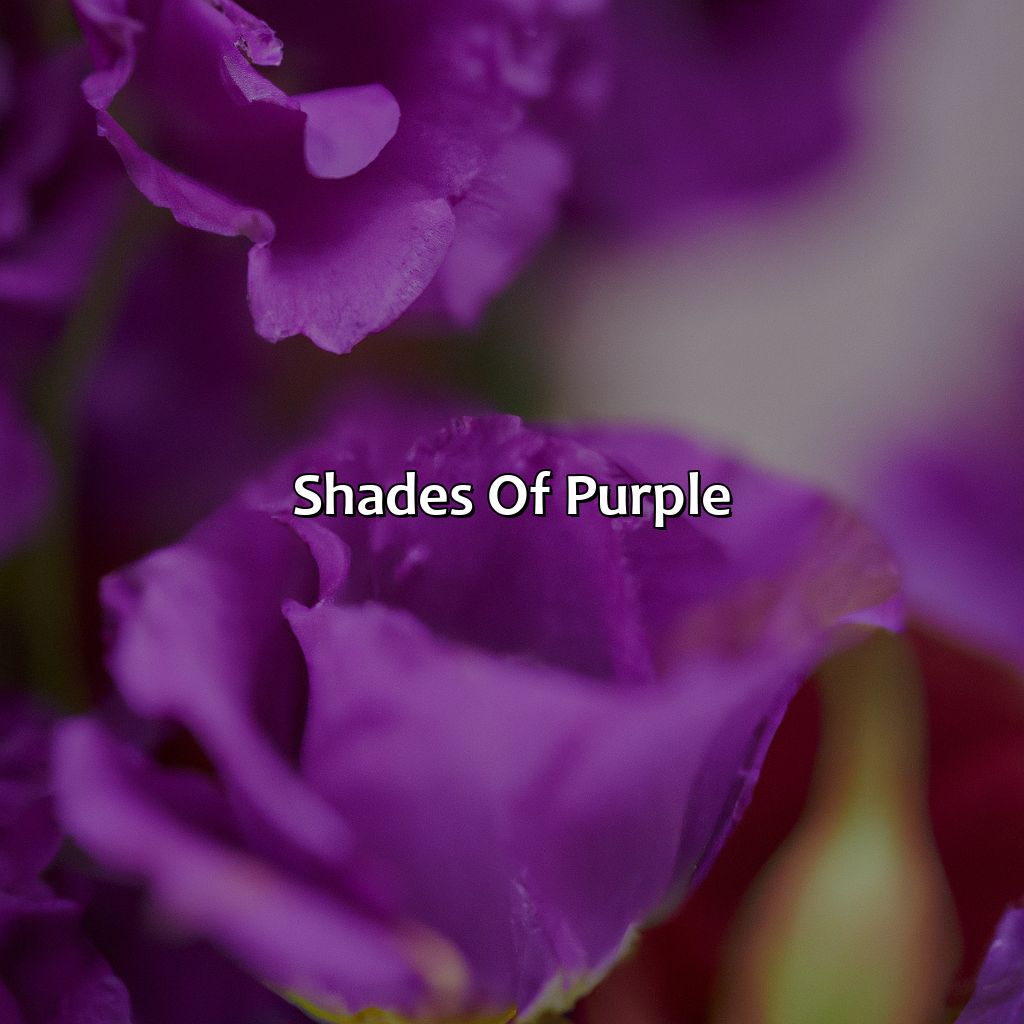 Shades Of Purple  - What Color Is Purple, 