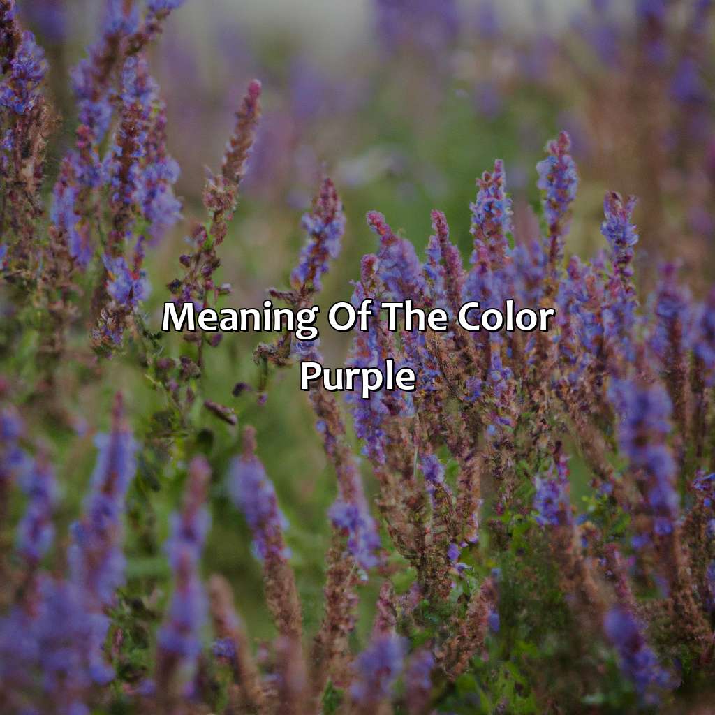Meaning Of The Color Purple  - What Color Is Purple, 