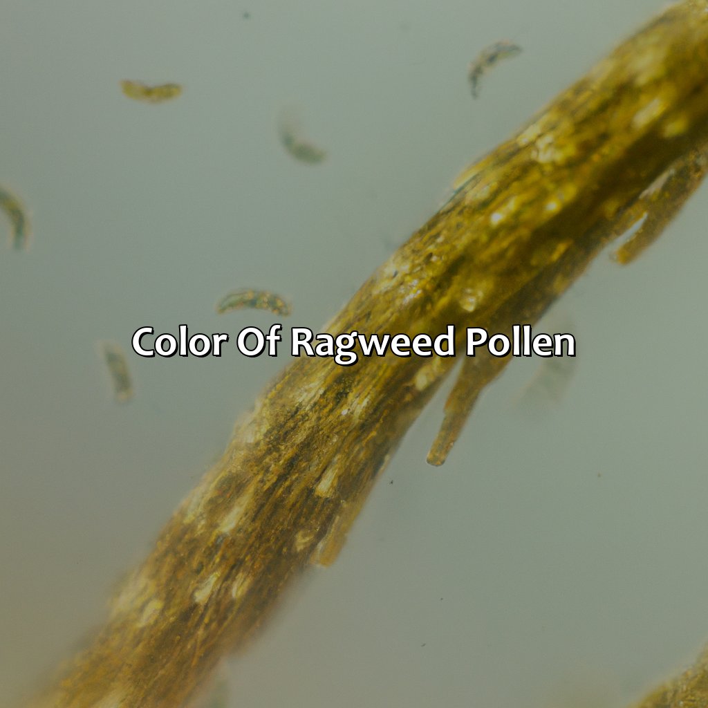 Color Of Ragweed Pollen  - What Color Is Ragweed Pollen, 