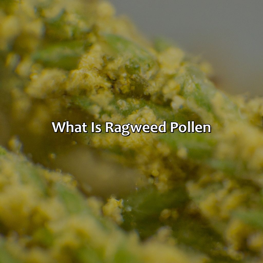 What Is Ragweed Pollen  - What Color Is Ragweed Pollen, 