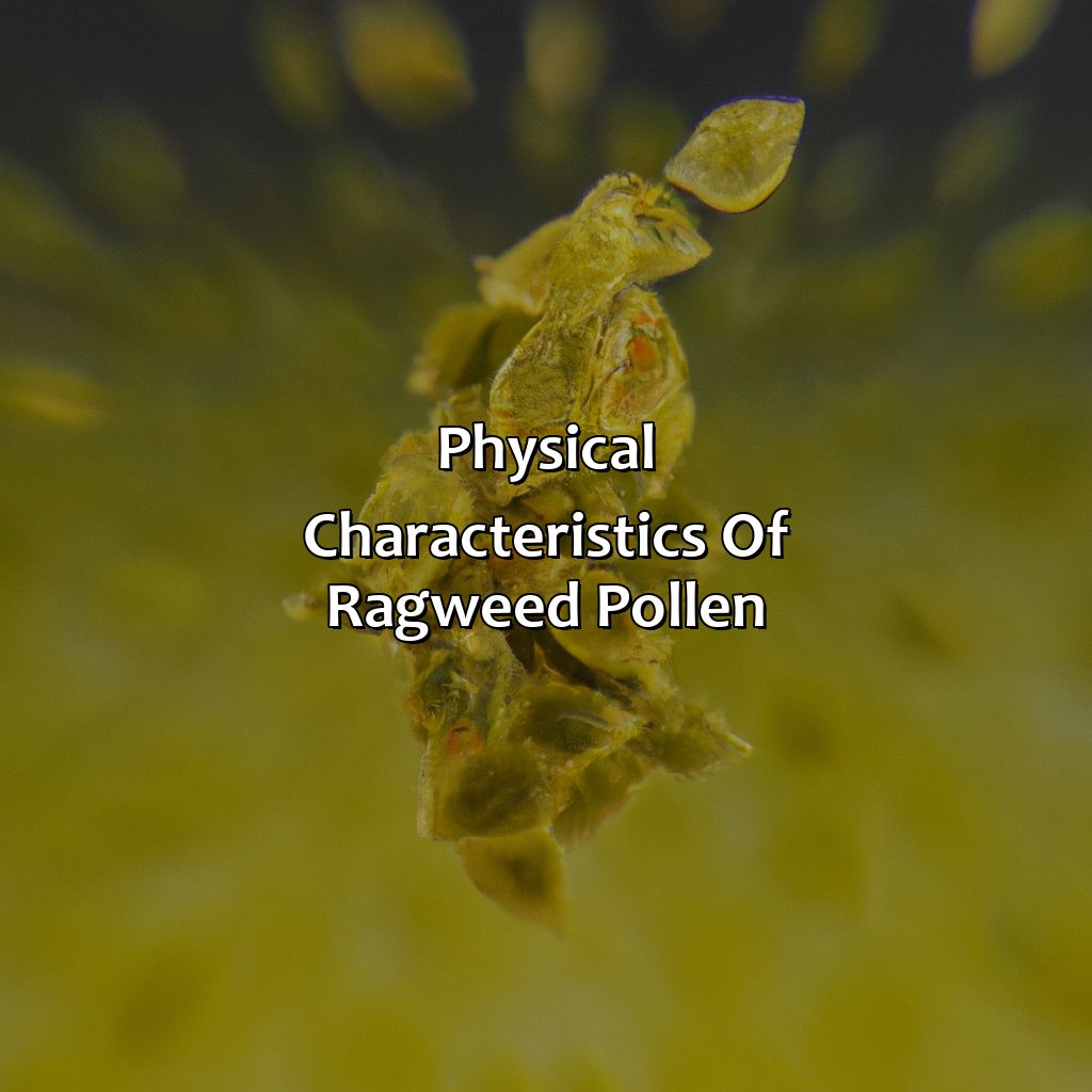 Physical Characteristics Of Ragweed Pollen  - What Color Is Ragweed Pollen, 