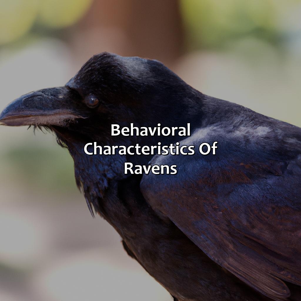 Behavioral Characteristics Of Ravens  - What Color Is Raven, 