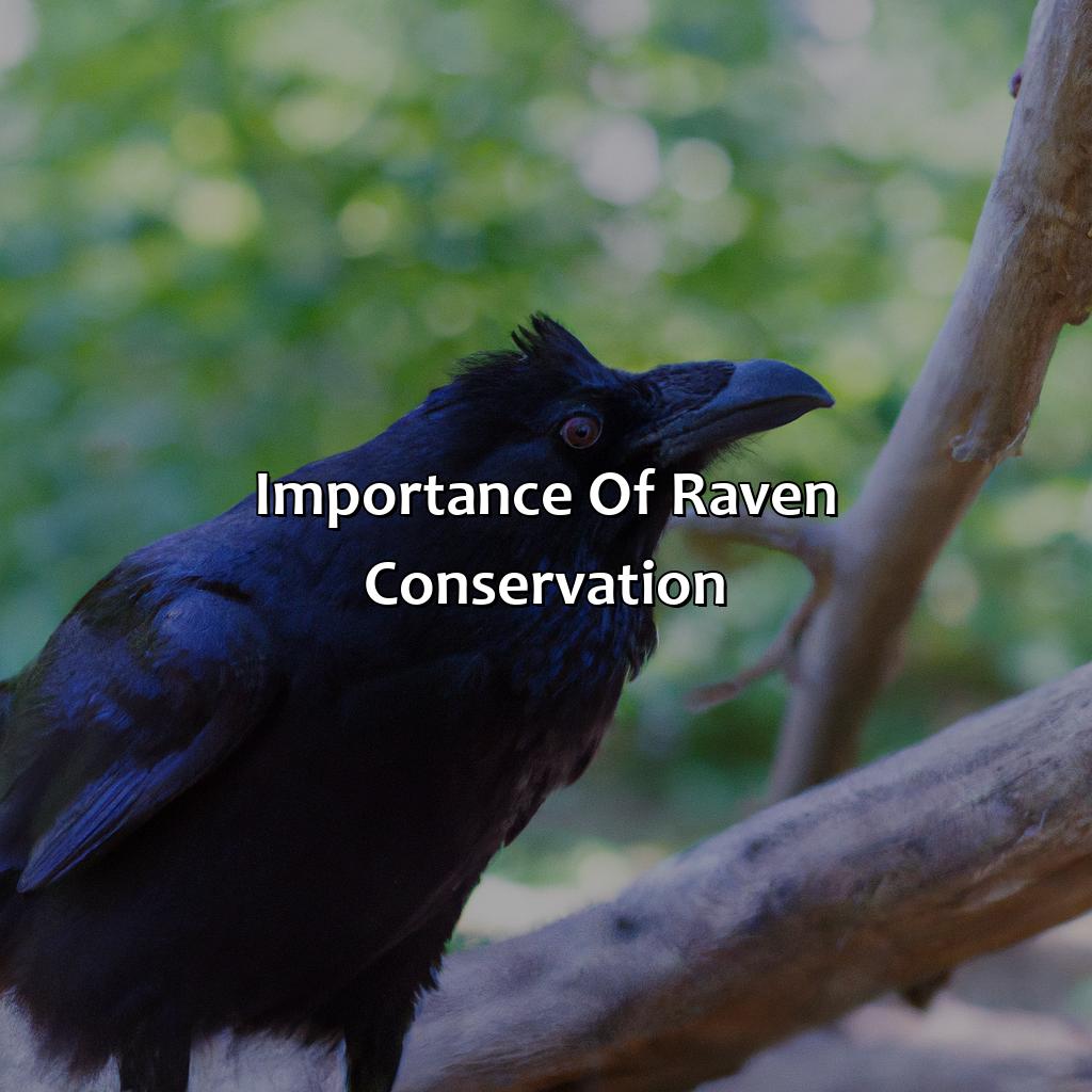 Importance Of Raven Conservation  - What Color Is Raven, 