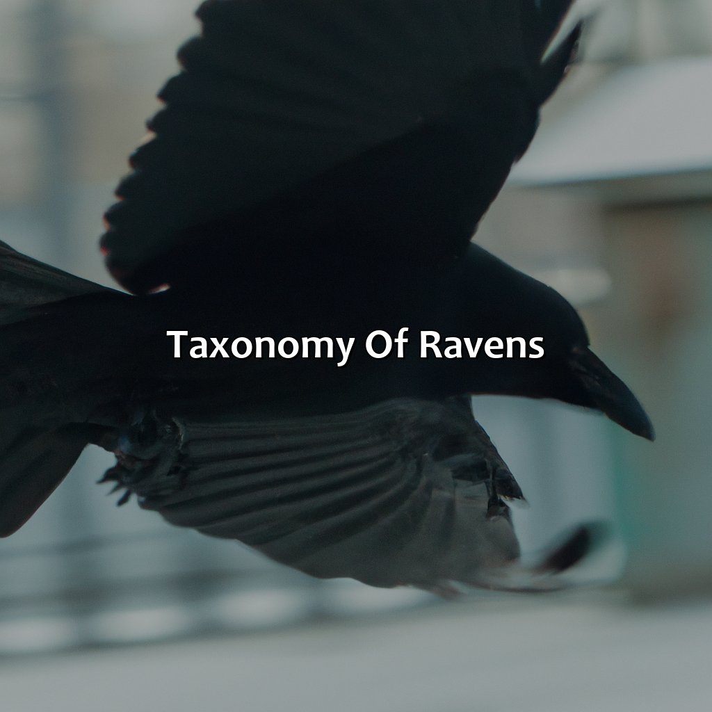 Taxonomy Of Ravens  - What Color Is Raven, 