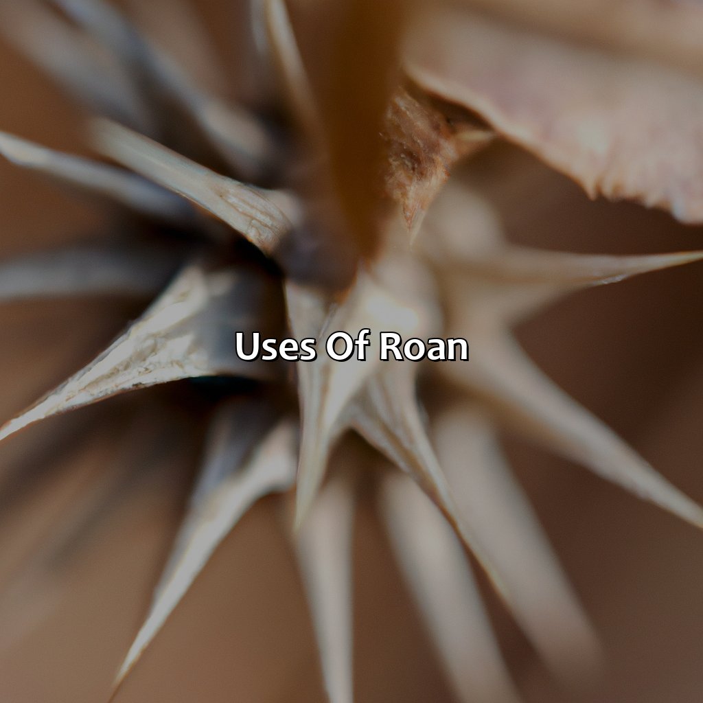 Uses Of Roan  - What Color Is Roan, 