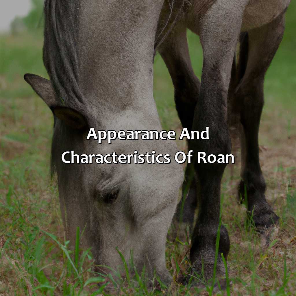Appearance And Characteristics Of Roan  - What Color Is Roan, 