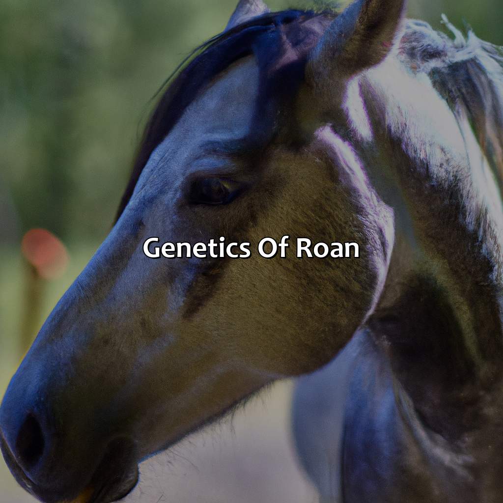 Genetics Of Roan  - What Color Is Roan, 
