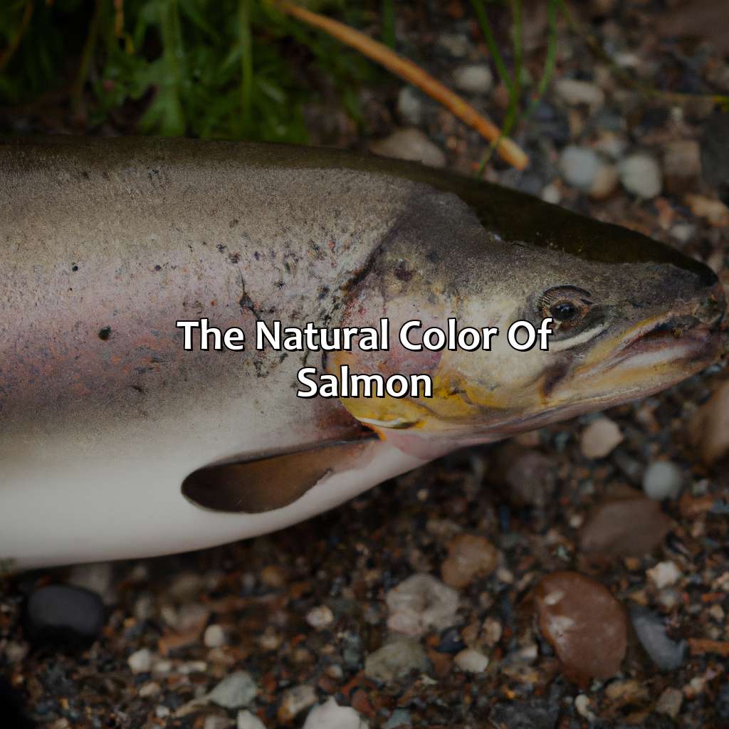 The Natural Color Of Salmon  - What Color Is Salmon Naturally, 