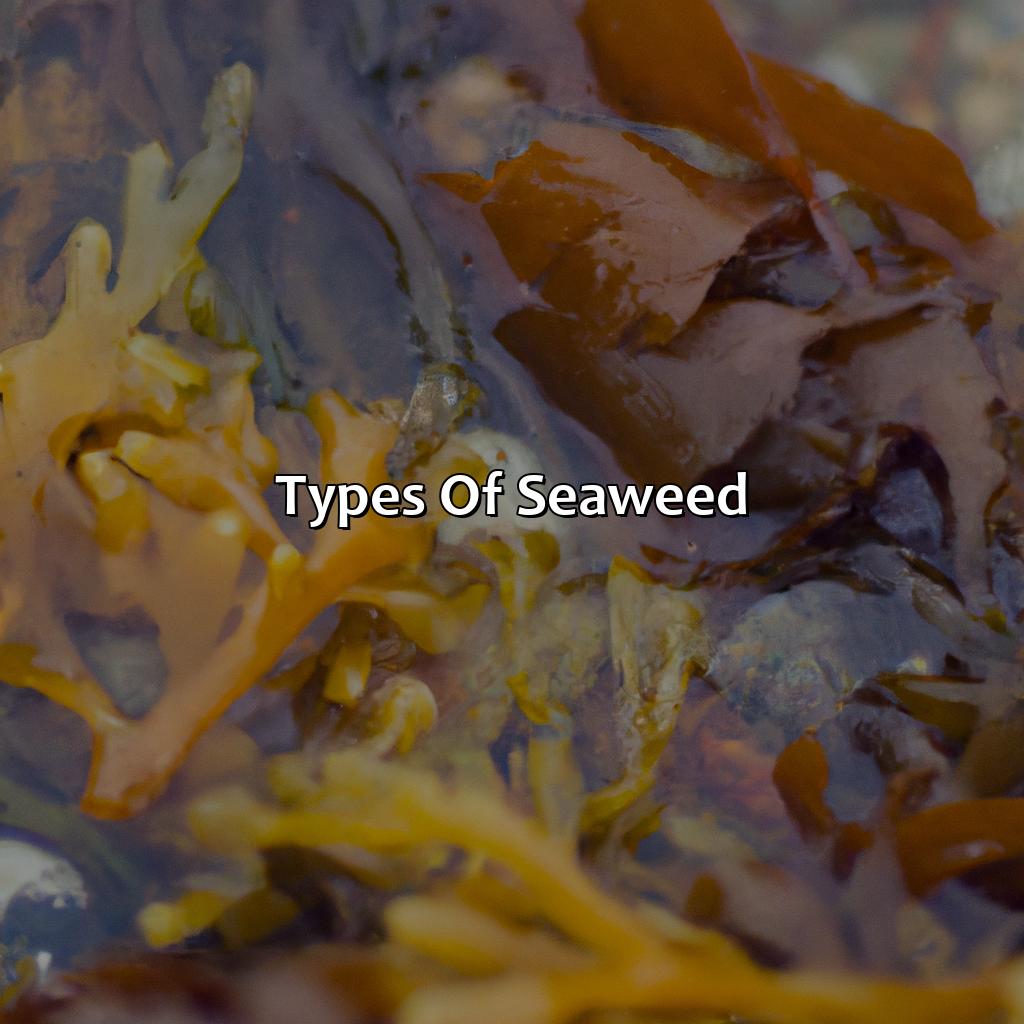 Types Of Seaweed  - What Color Is Seaweed, 