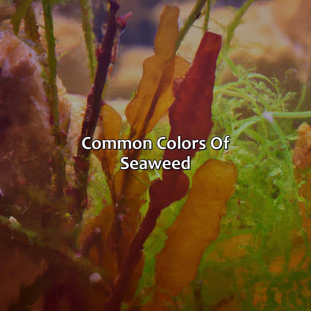 Common Colors Of Seaweed  - What Color Is Seaweed, 