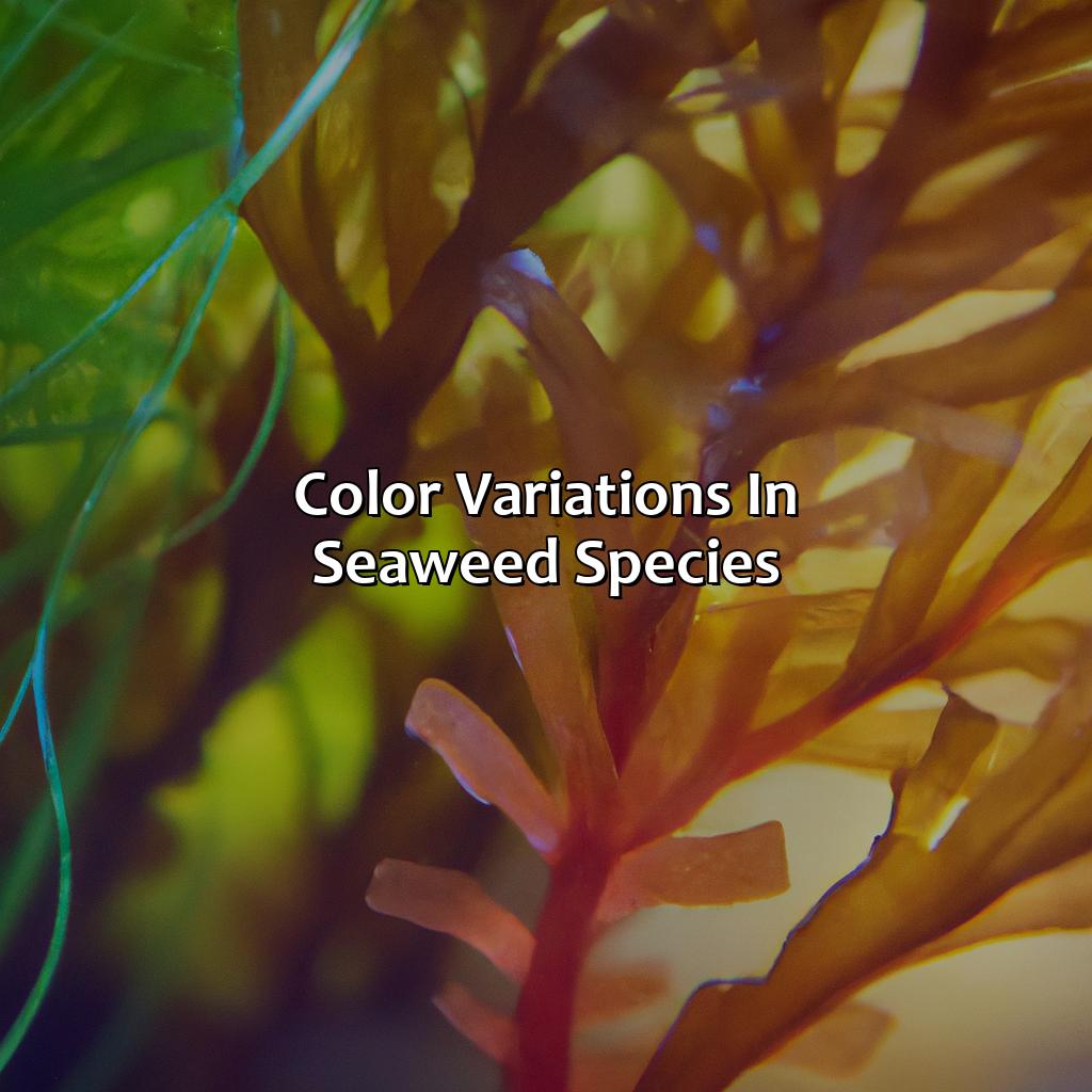 Color Variations In Seaweed Species  - What Color Is Seaweed, 