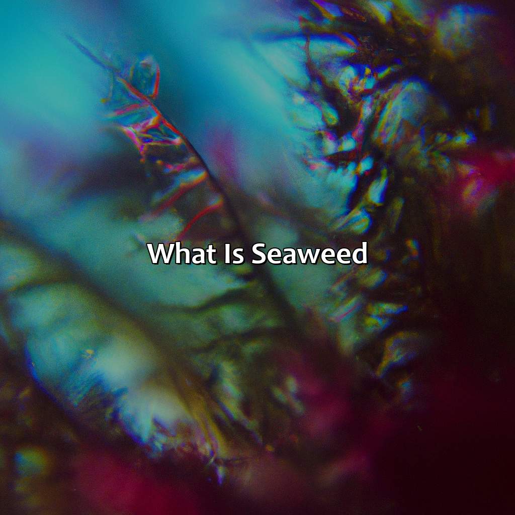 What Is Seaweed?  - What Color Is Seaweed, 