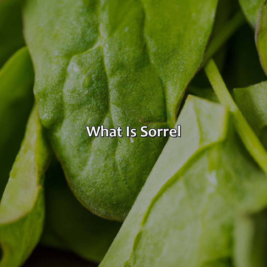 What Is Sorrel?  - What Color Is Sorrel, 