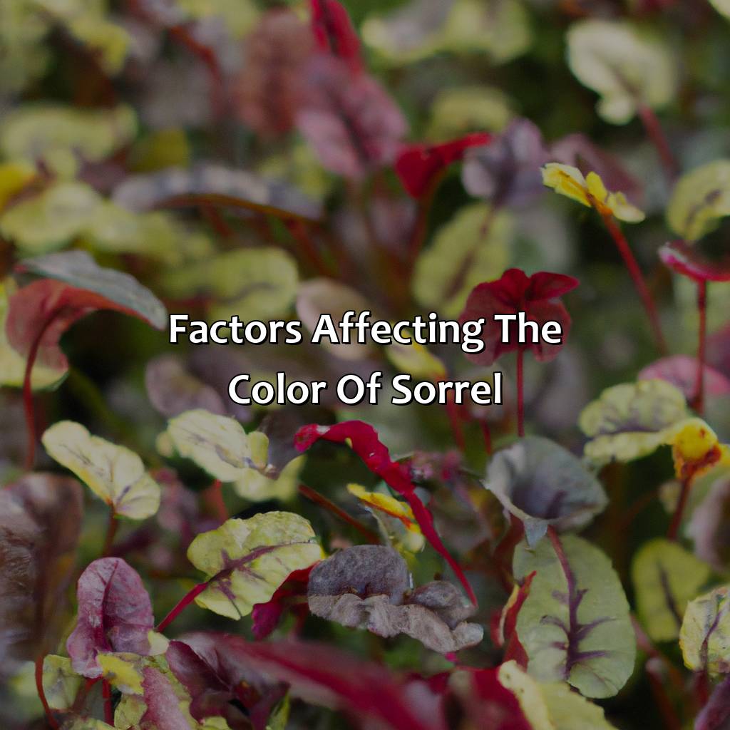 Factors Affecting The Color Of Sorrel  - What Color Is Sorrel, 