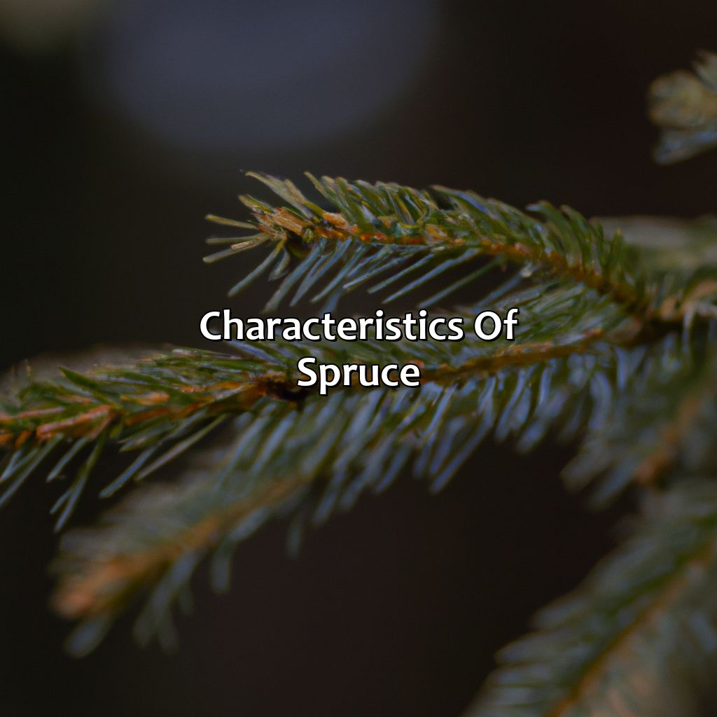 Characteristics Of Spruce  - What Color Is Spruce, 