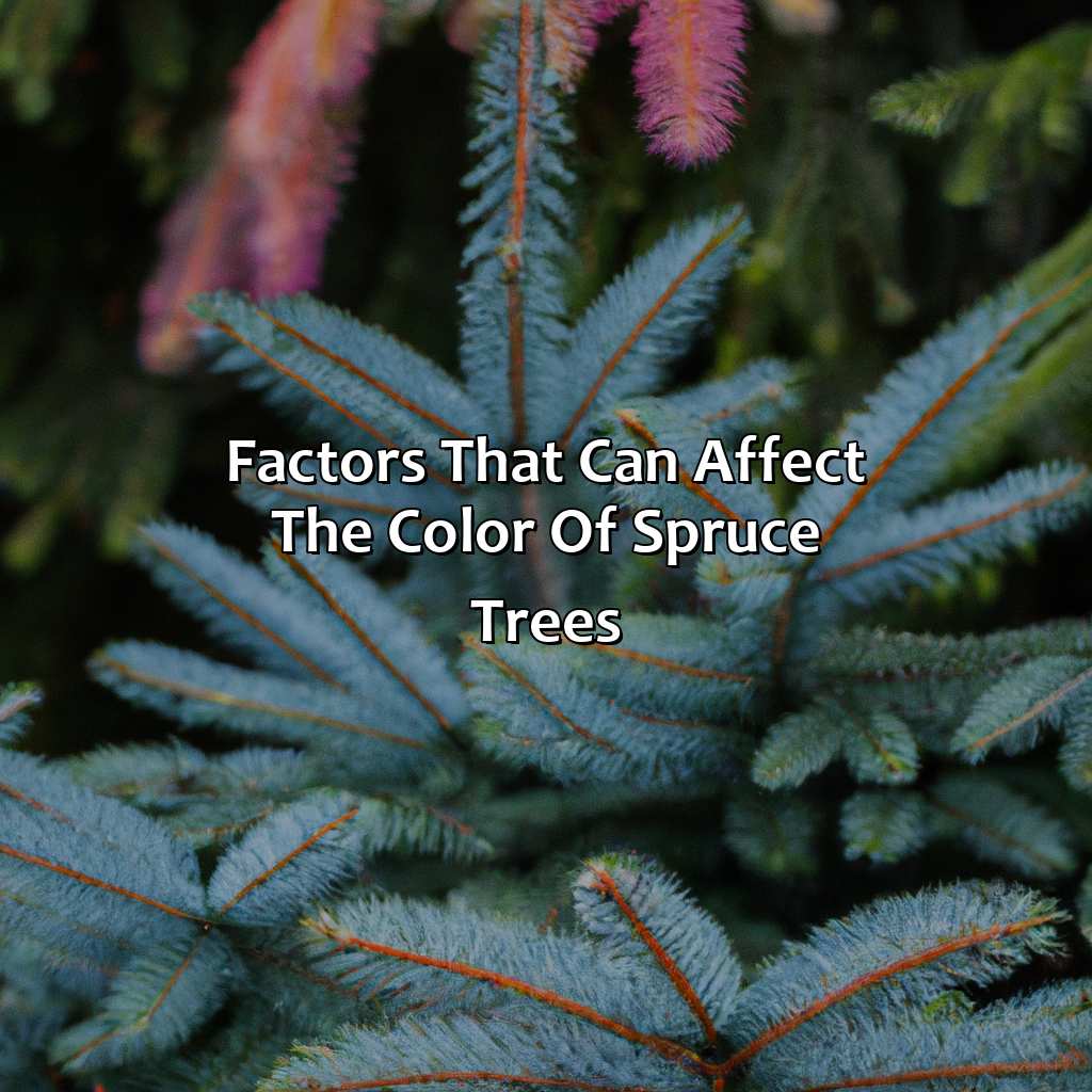 Factors That Can Affect The Color Of Spruce Trees  - What Color Is Spruce, 