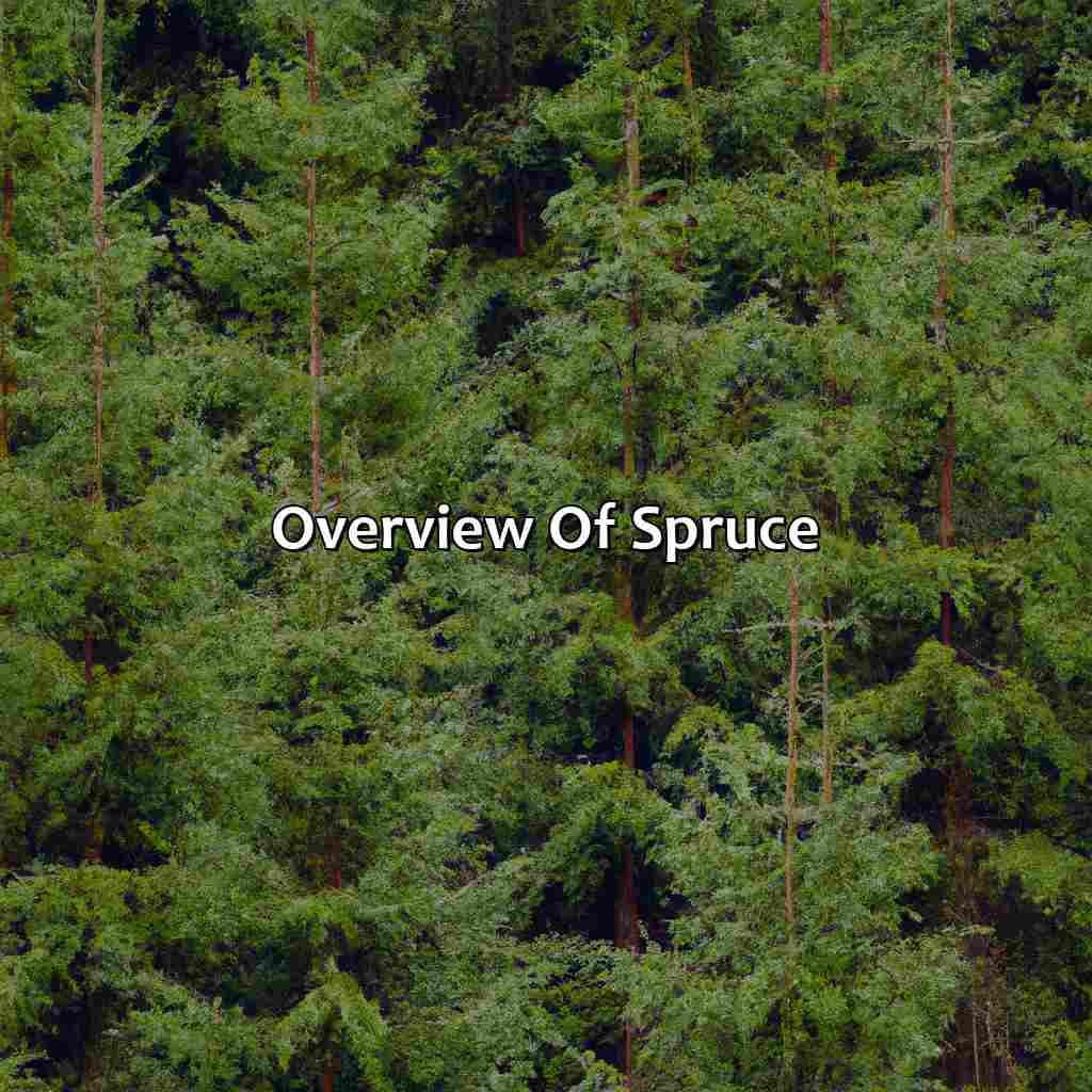 Overview Of Spruce  - What Color Is Spruce, 