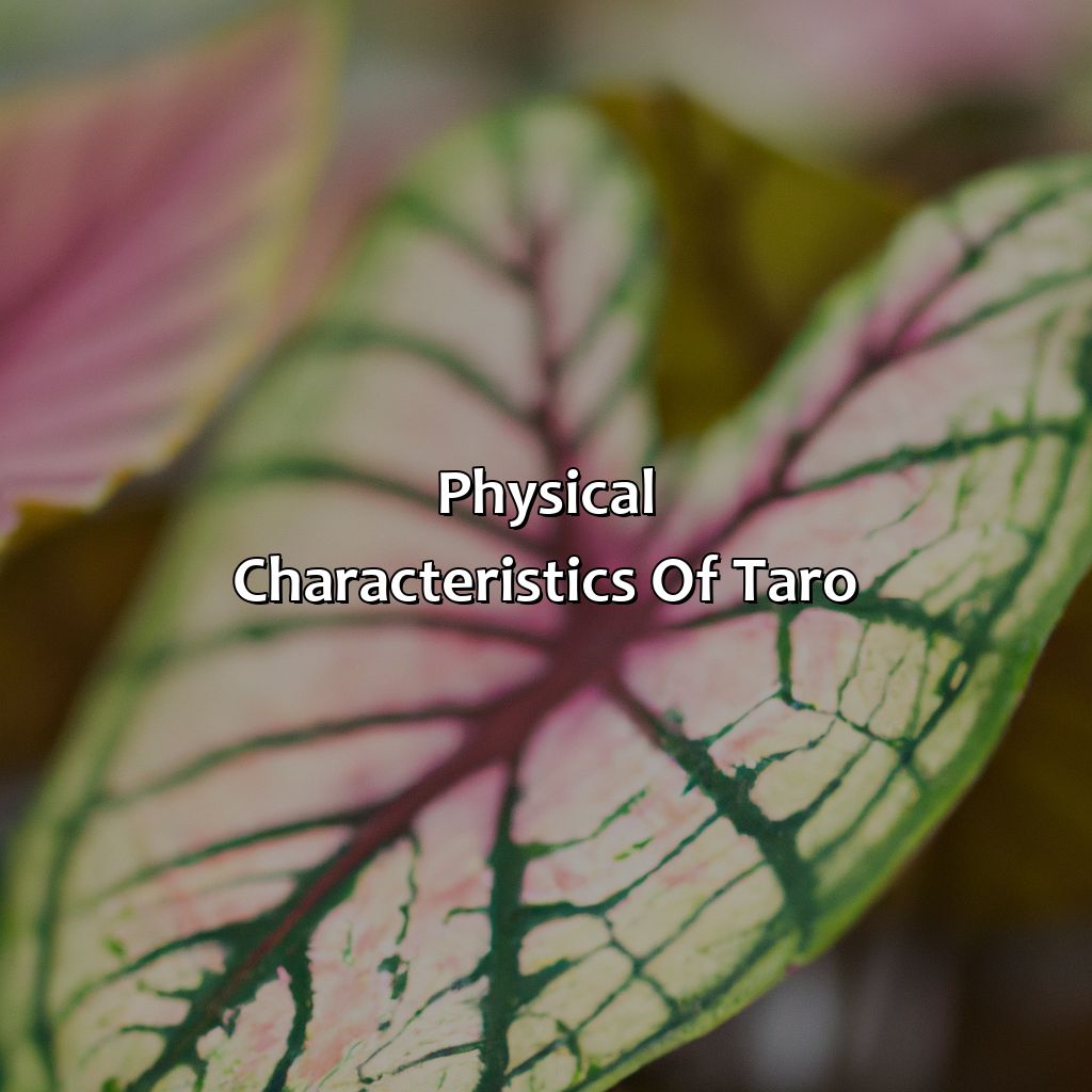 Physical Characteristics Of Taro  - What Color Is Taro, 