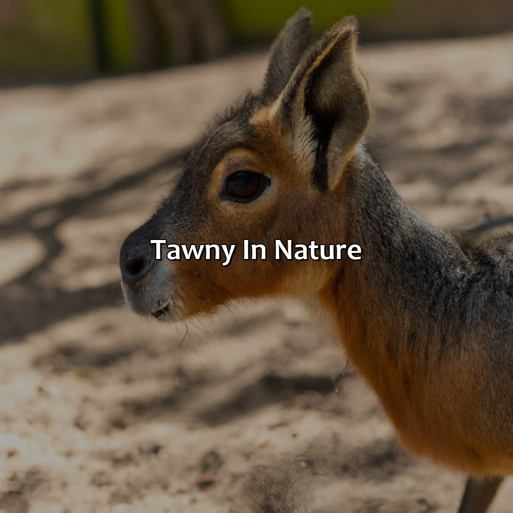 Tawny In Nature  - What Color Is Tawny, 