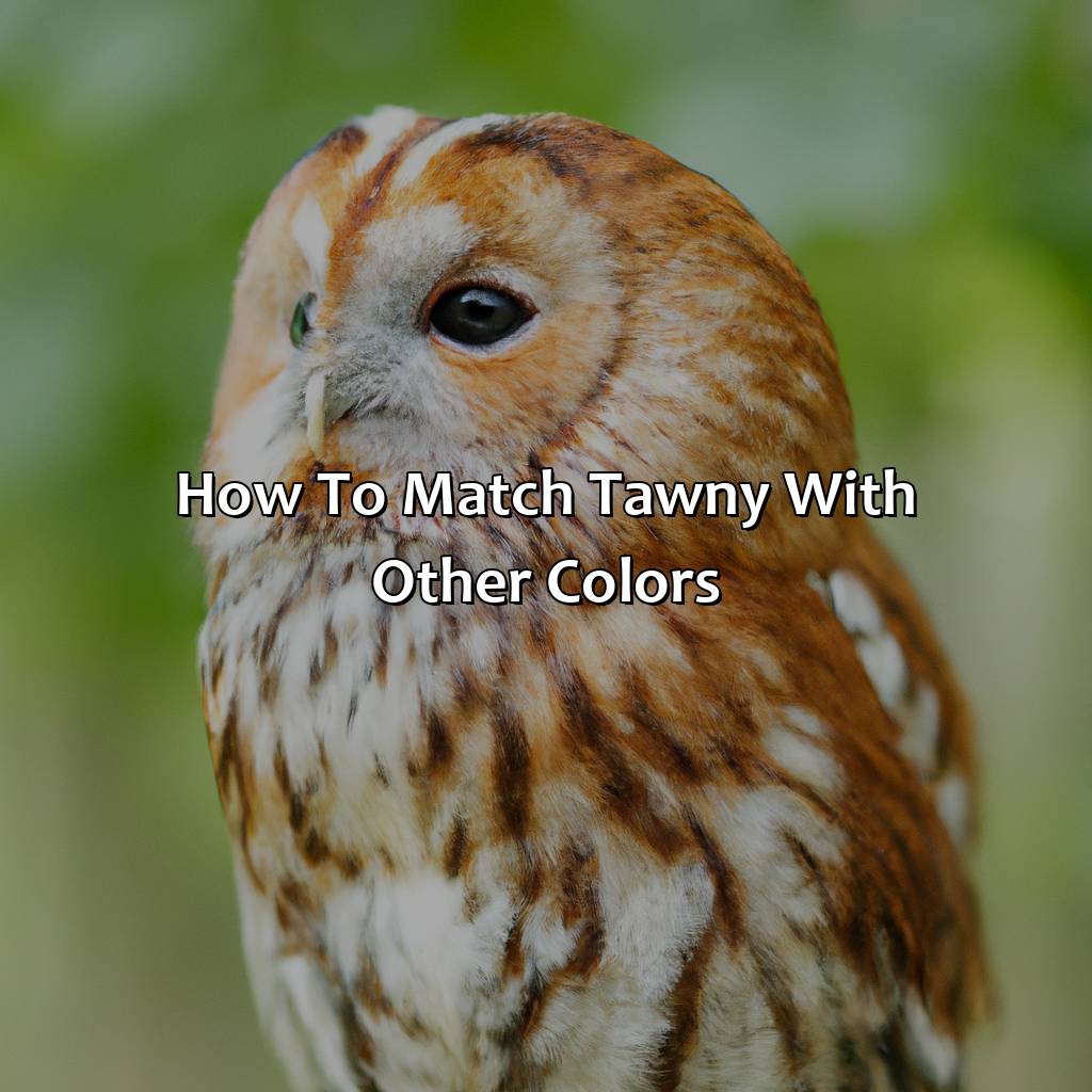 How To Match Tawny With Other Colors  - What Color Is Tawny, 