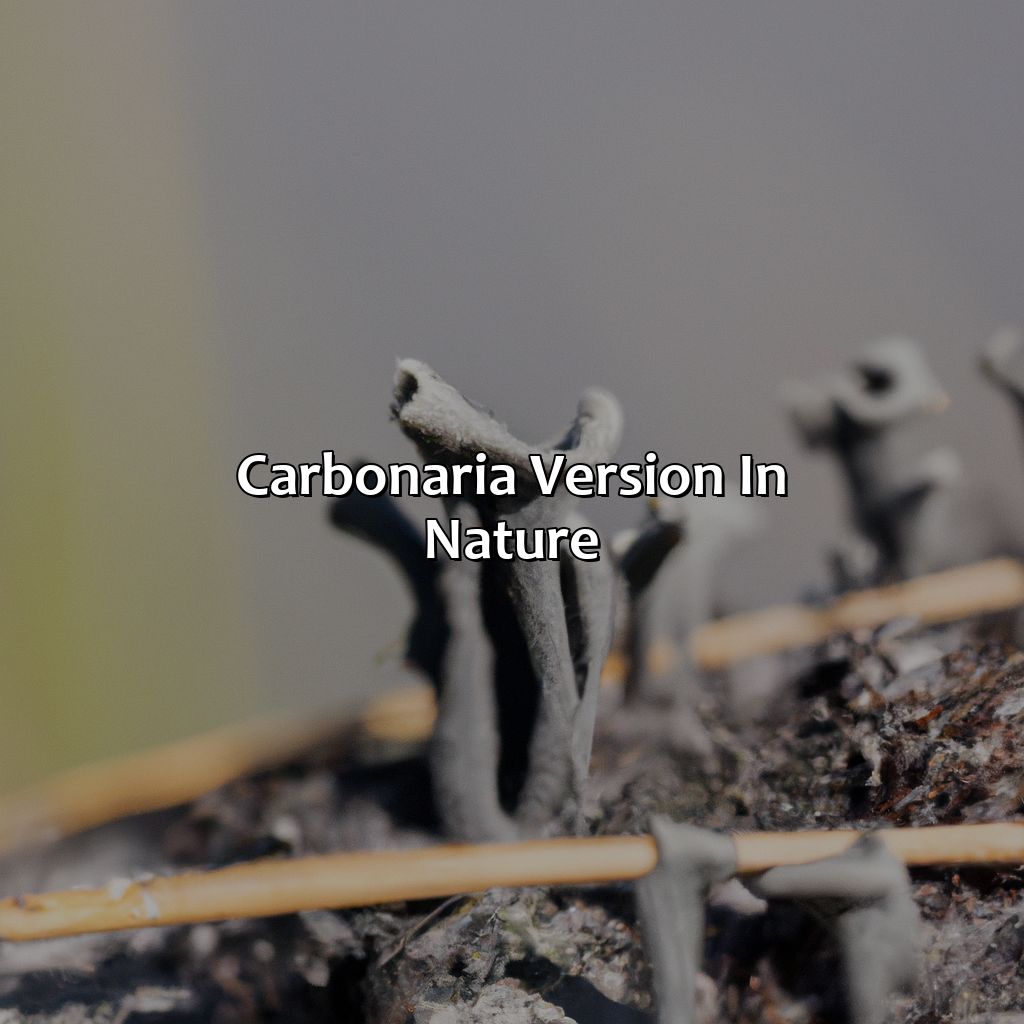 Carbonaria Version In Nature  - What Color Is The Carbonaria Version, 
