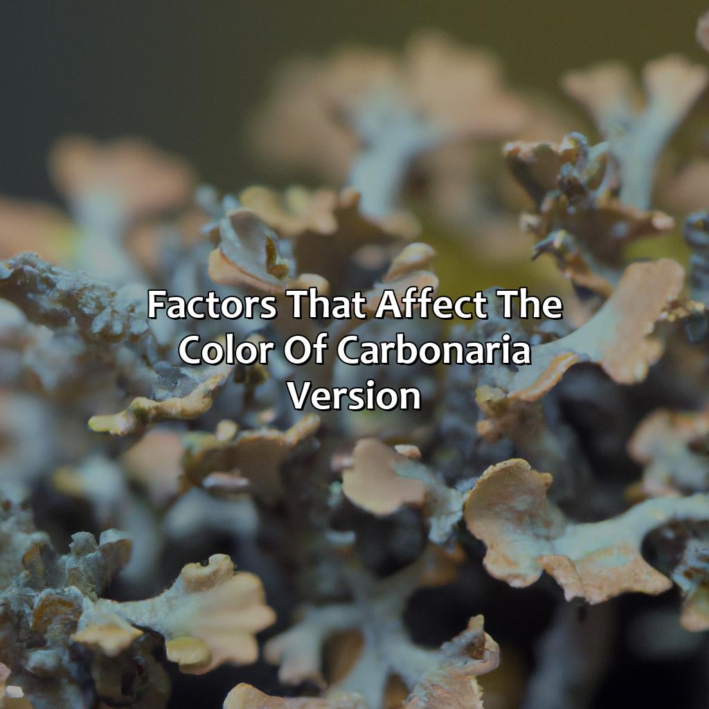 Factors That Affect The Color Of Carbonaria Version  - What Color Is The Carbonaria Version, 