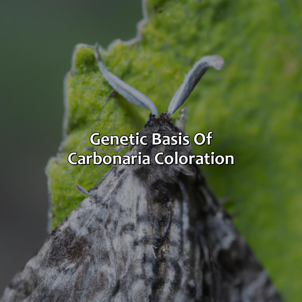 Genetic Basis Of Carbonaria Coloration  - What Color Is The Carbonaria Version Of The Moths, 