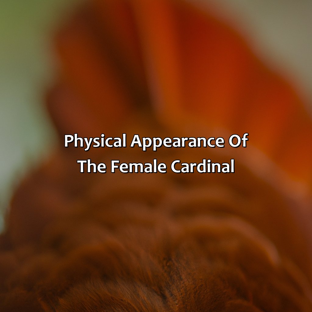 Physical Appearance Of The Female Cardinal  - What Color Is The Female Cardinal, 