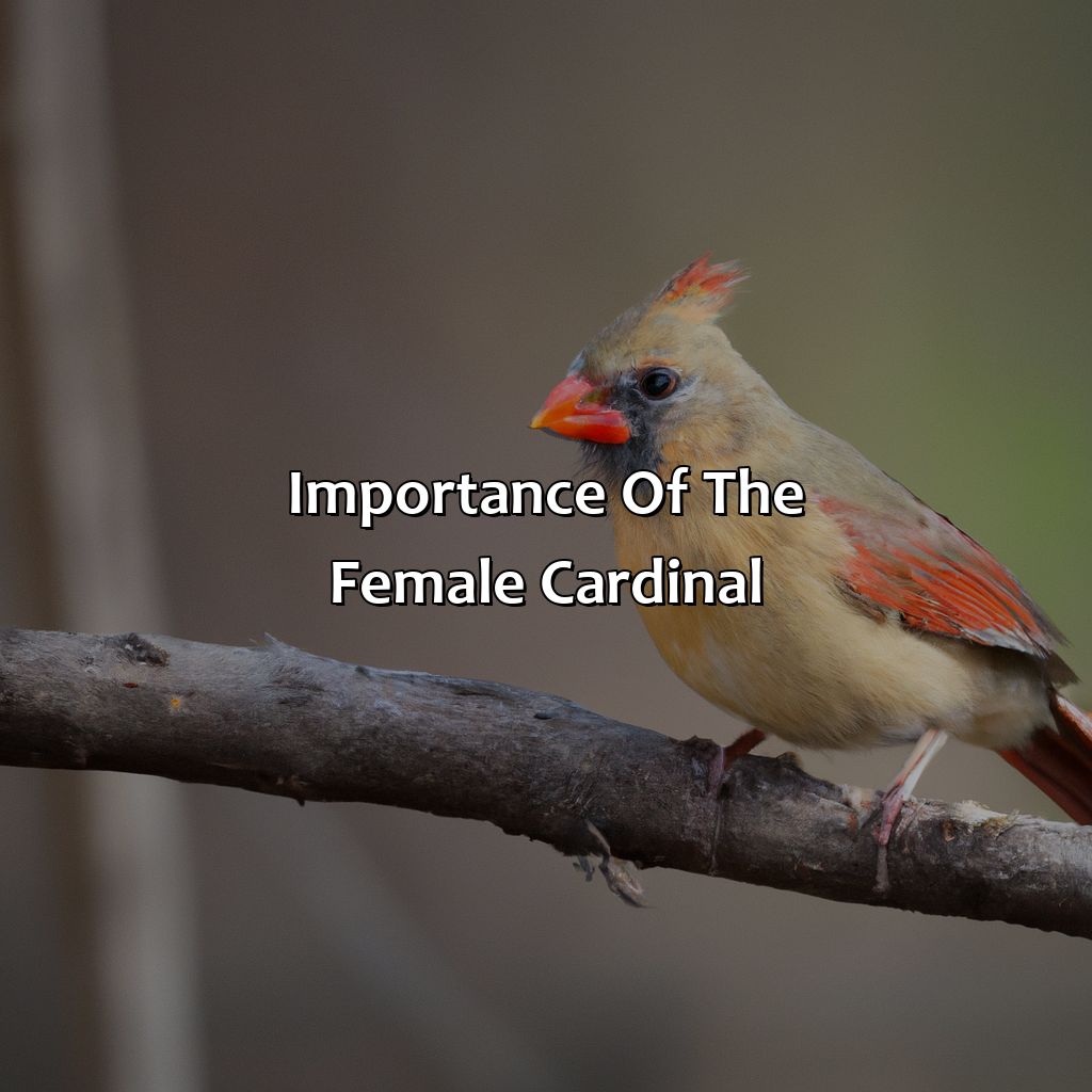 Importance Of The Female Cardinal  - What Color Is The Female Cardinal, 