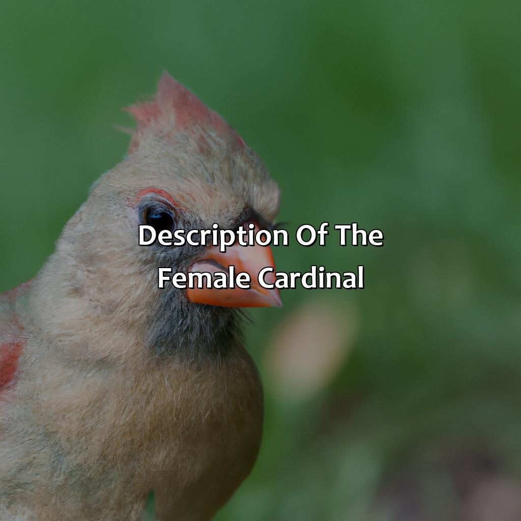Description Of The Female Cardinal  - What Color Is The Female Cardinal, 