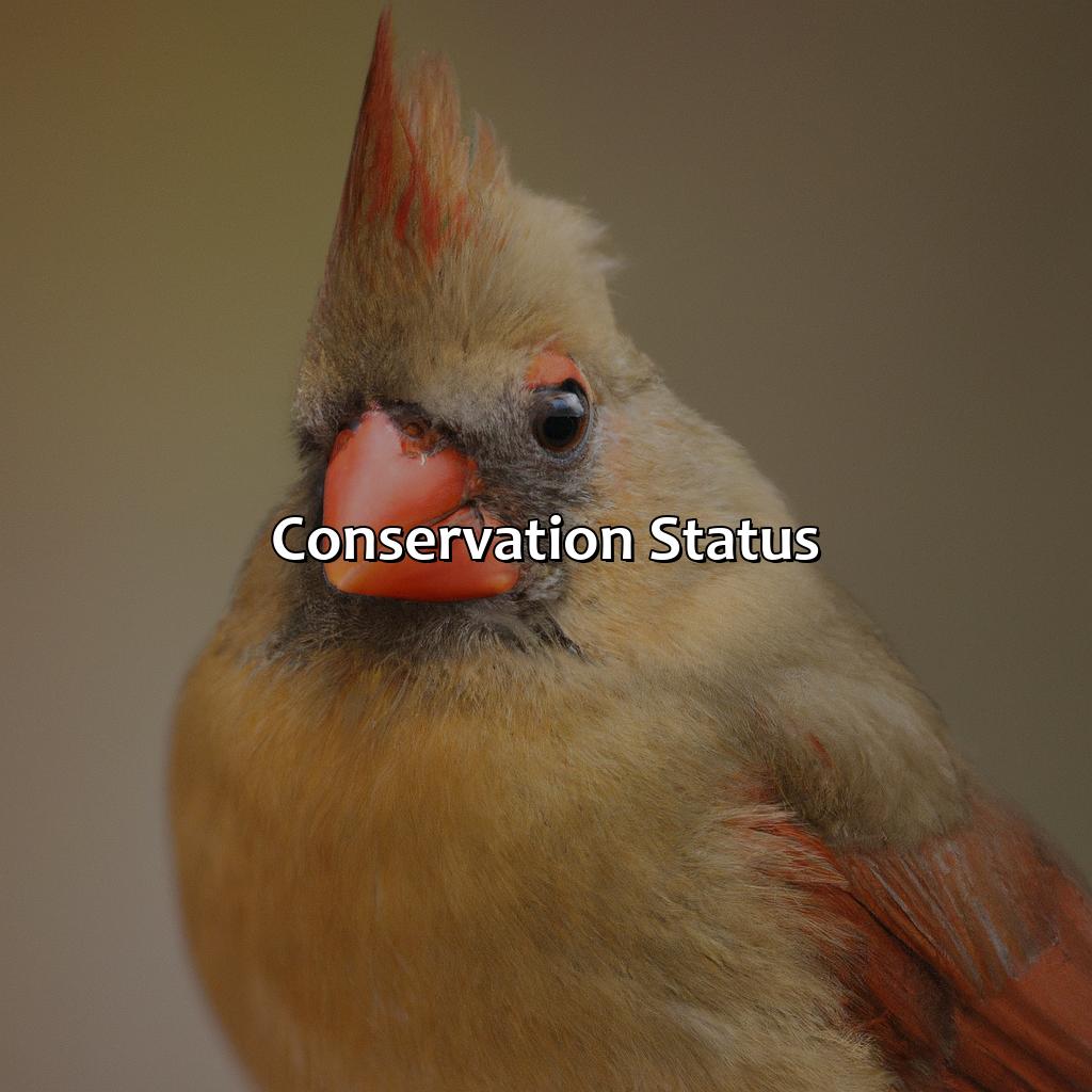 Conservation Status  - What Color Is The Female Cardinal, 