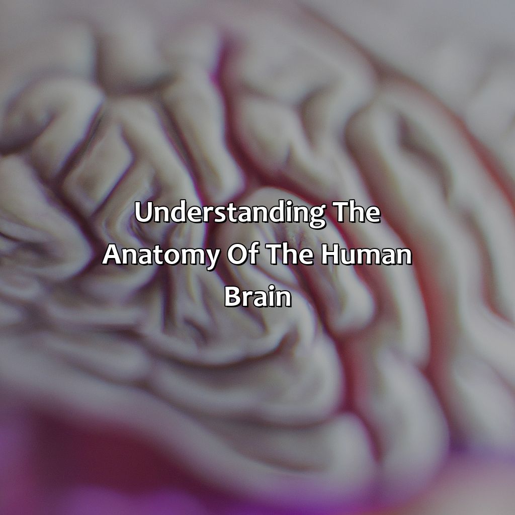 Understanding The Anatomy Of The Human Brain  - What Color Is The Human Brain, 