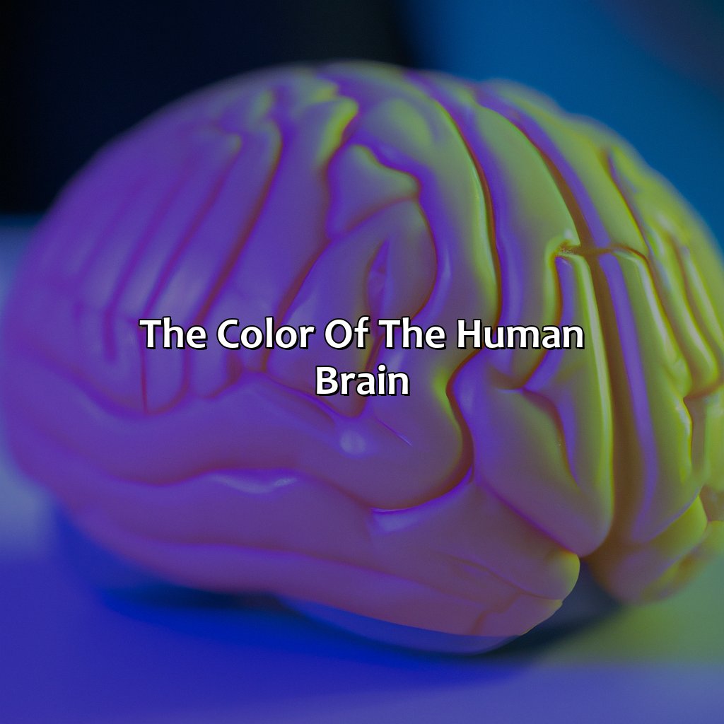 The Color Of The Human Brain  - What Color Is The Human Brain, 