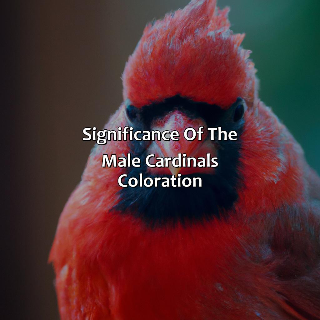 Significance Of The Male Cardinal
