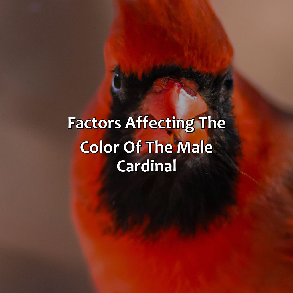 Factors Affecting The Color Of The Male Cardinal  - What Color Is The Male Cardinal, 