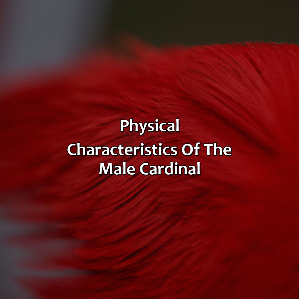 Physical Characteristics Of The Male Cardinal  - What Color Is The Male Cardinal, 
