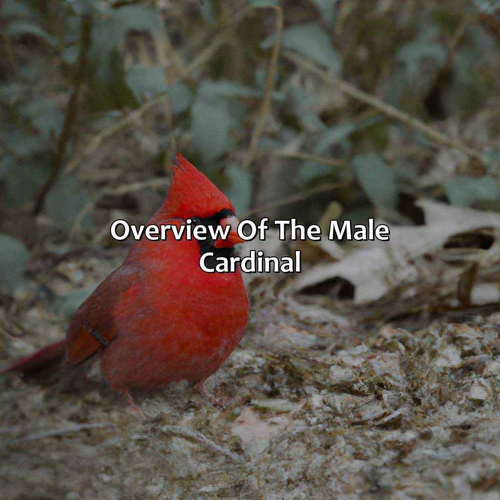 Overview Of The Male Cardinal  - What Color Is The Male Cardinal, 