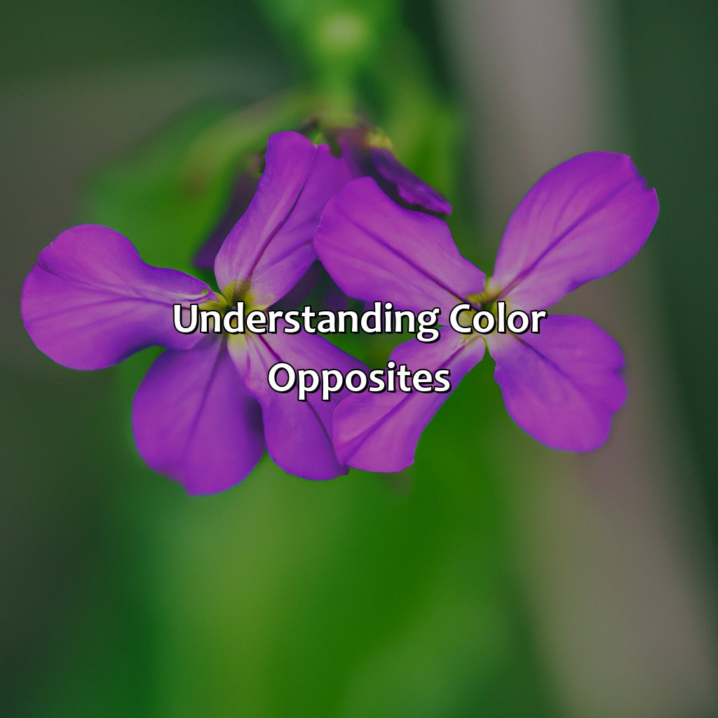 Understanding Color Opposites  - What Color Is The Opposite Of Purple, 