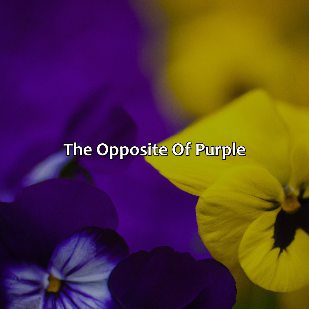 The Opposite Of Purple  - What Color Is The Opposite Of Purple, 