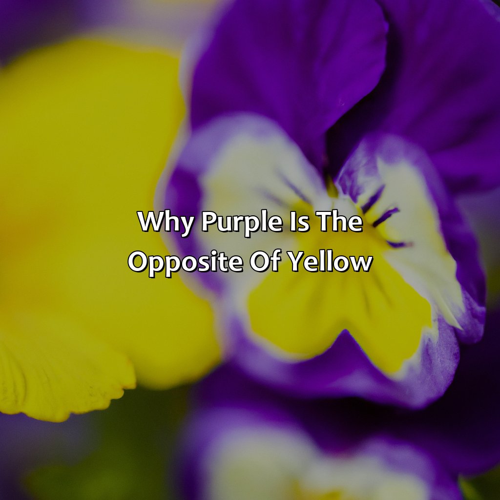 Why Purple Is The Opposite Of Yellow  - What Color Is The Opposite Of Yellow, 