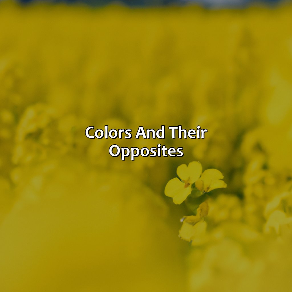 Colors And Their Opposites  - What Color Is The Opposite Of Yellow, 