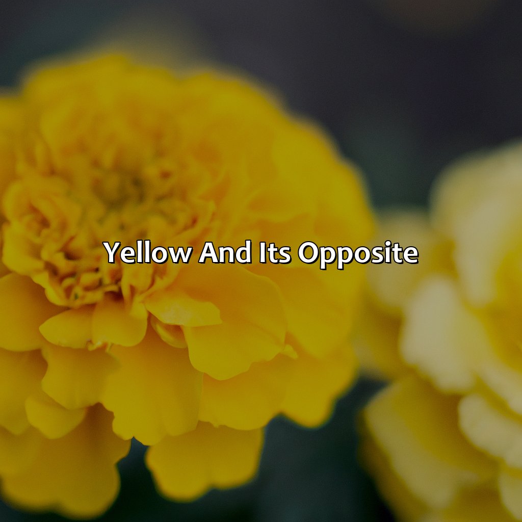 Yellow And Its Opposite  - What Color Is The Opposite Of Yellow, 