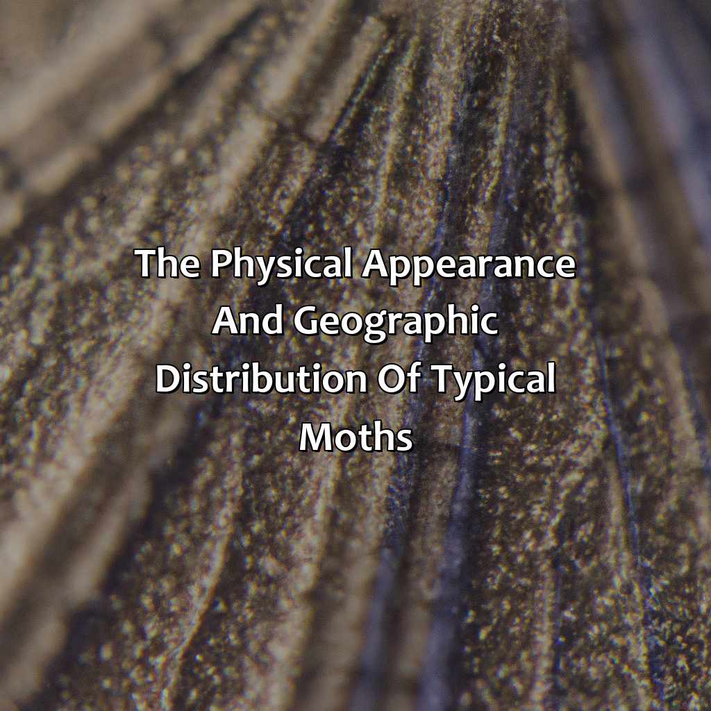 The Physical Appearance And Geographic Distribution Of Typical Moths  - What Color Is The Typica Version Of The Moths, 