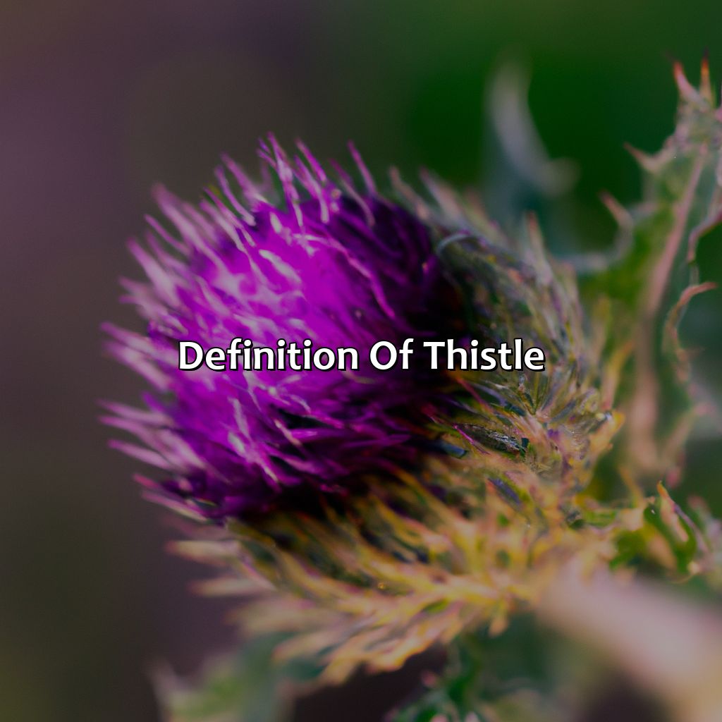 Definition Of Thistle  - What Color Is Thistle, 