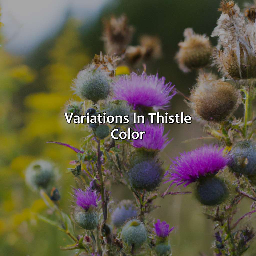 Variations In Thistle Color  - What Color Is Thistle, 