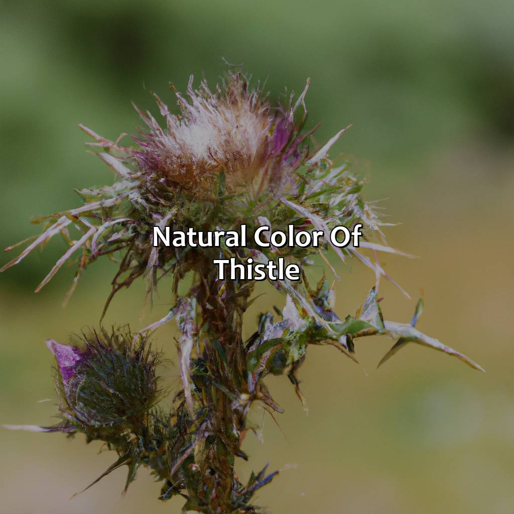 Natural Color Of Thistle  - What Color Is Thistle, 