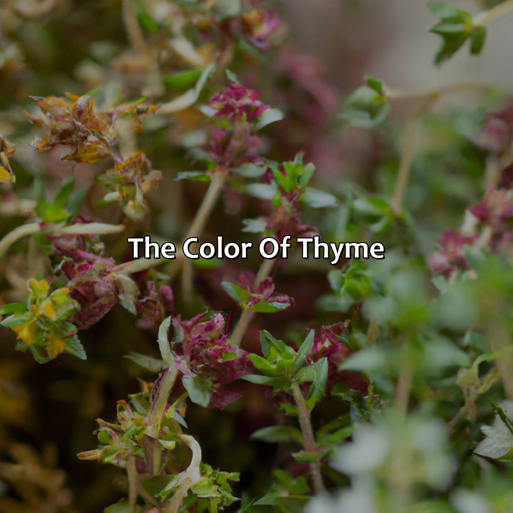The Color Of Thyme  - What Color Is Thyme, 